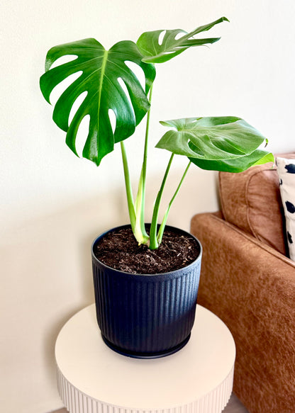 Monstera Deliciosa M