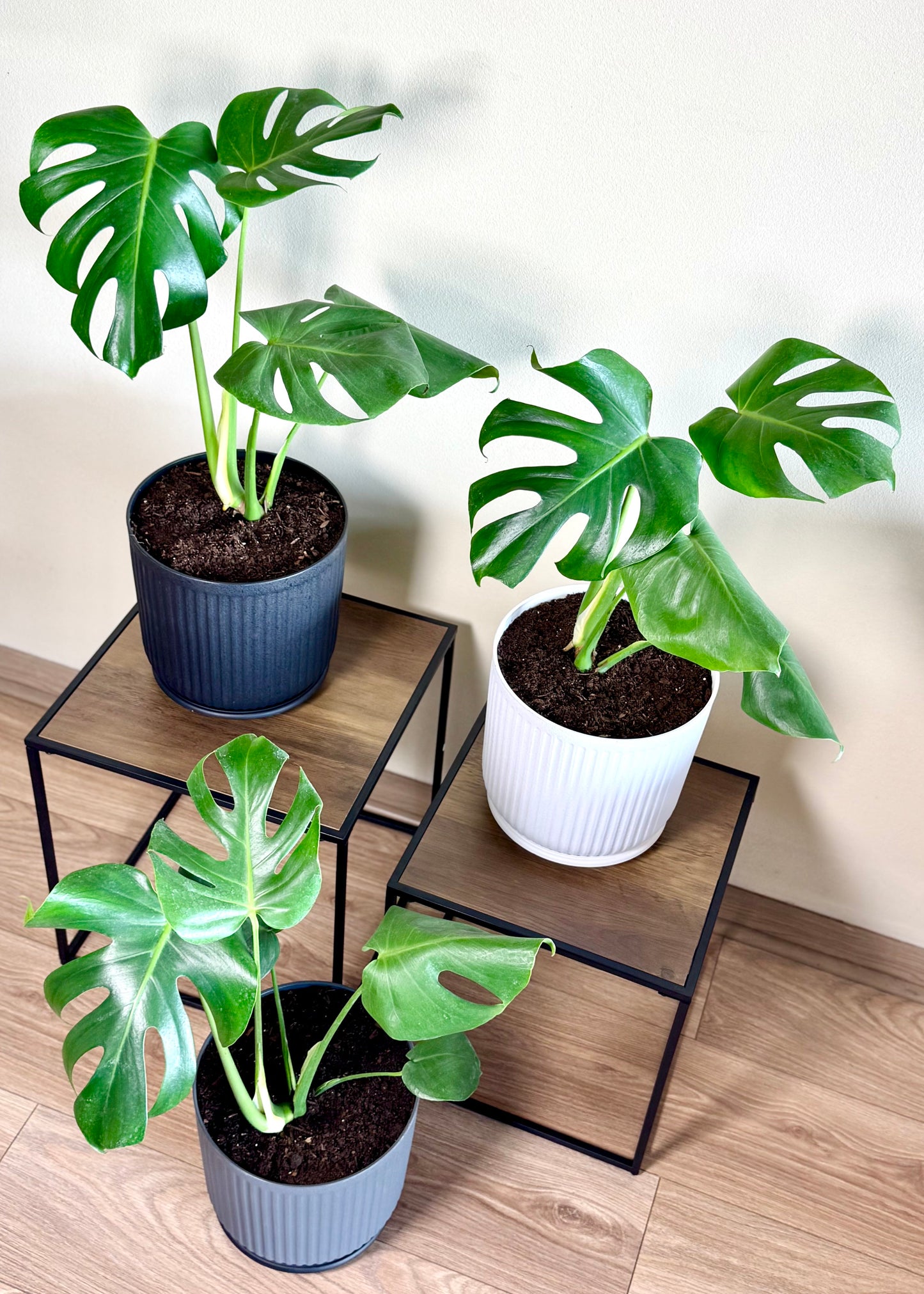 Monstera Deliciosa M