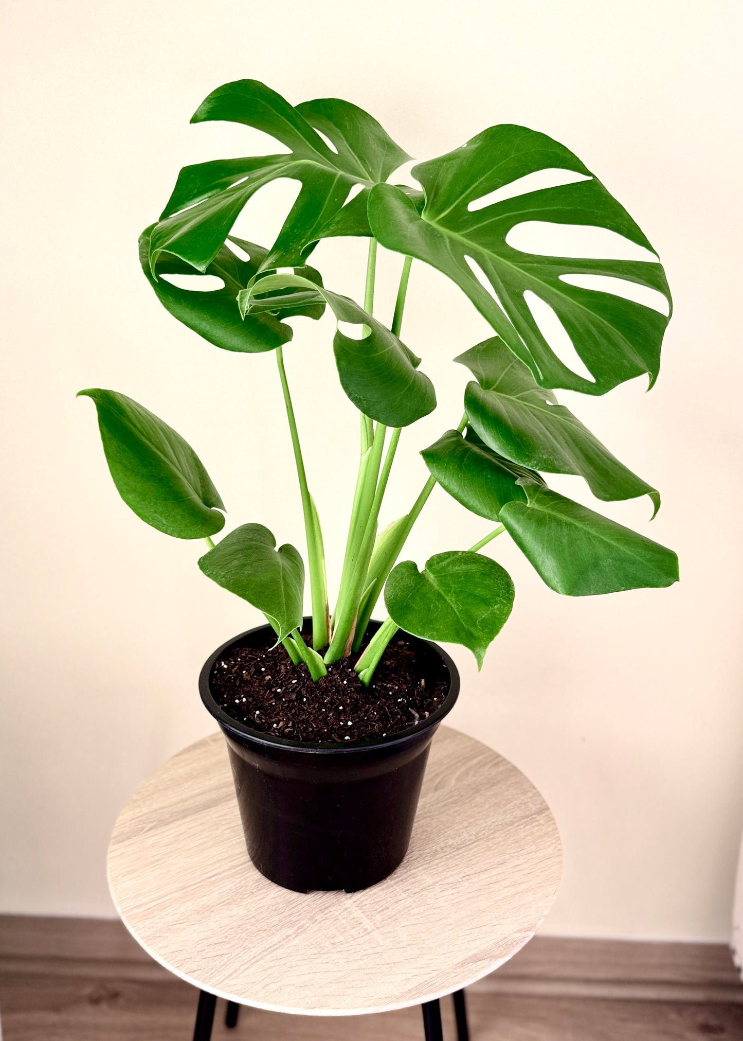 Monstera Deliciosa Doble