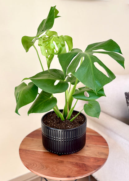 Monstera Deliciosa Doble