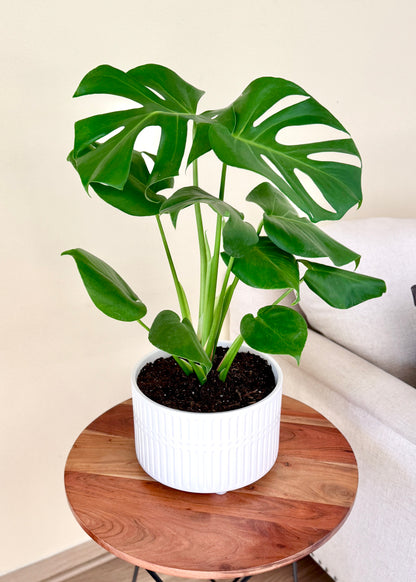 Monstera Deliciosa Doble