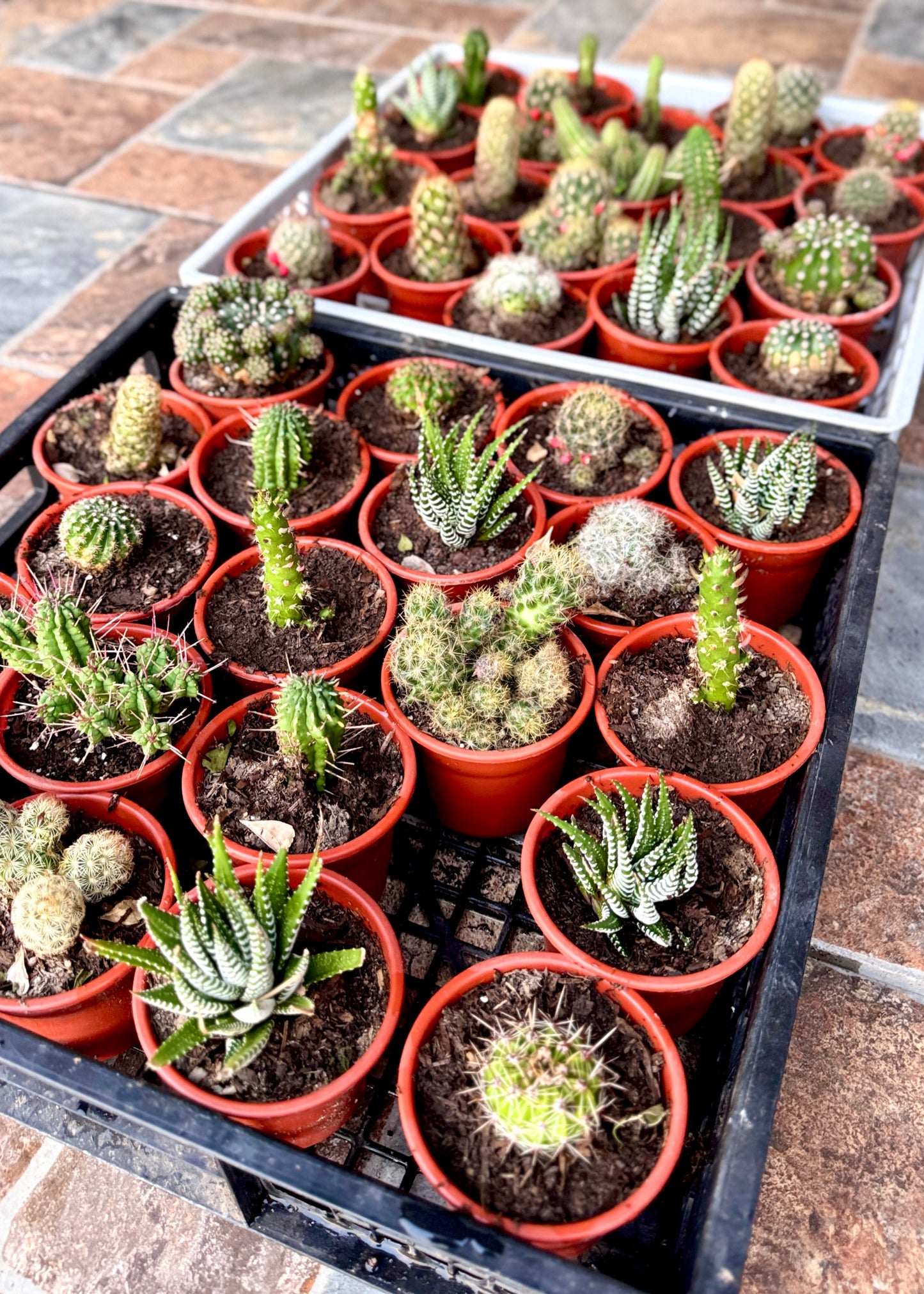 Cactus Box - Pack 6 🌵