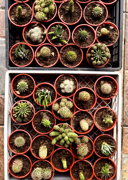 Cactus Box - Pack 6 🌵