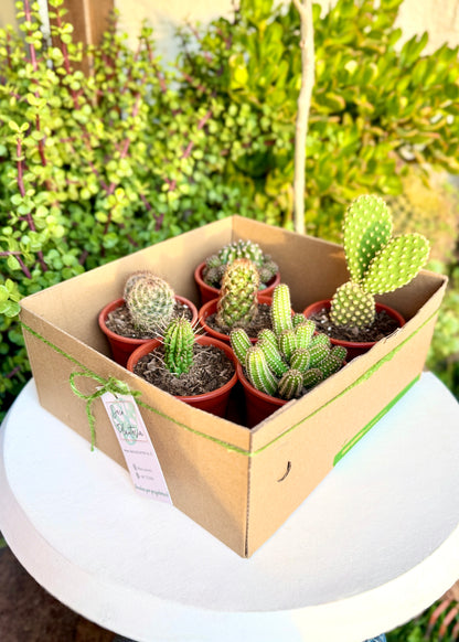 Cactus Box - Pack 6 🌵