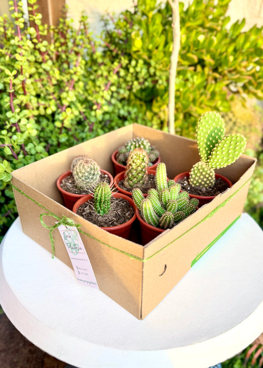 Cactus Box - Pack 6 🌵