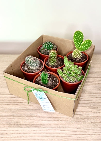 Cactus Box - Pack 6 🌵