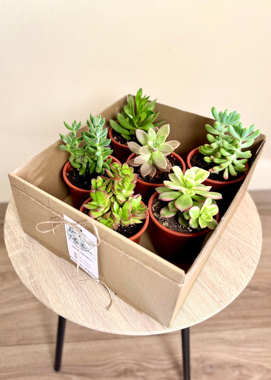 Sucu Box - Pack 6 suculentas