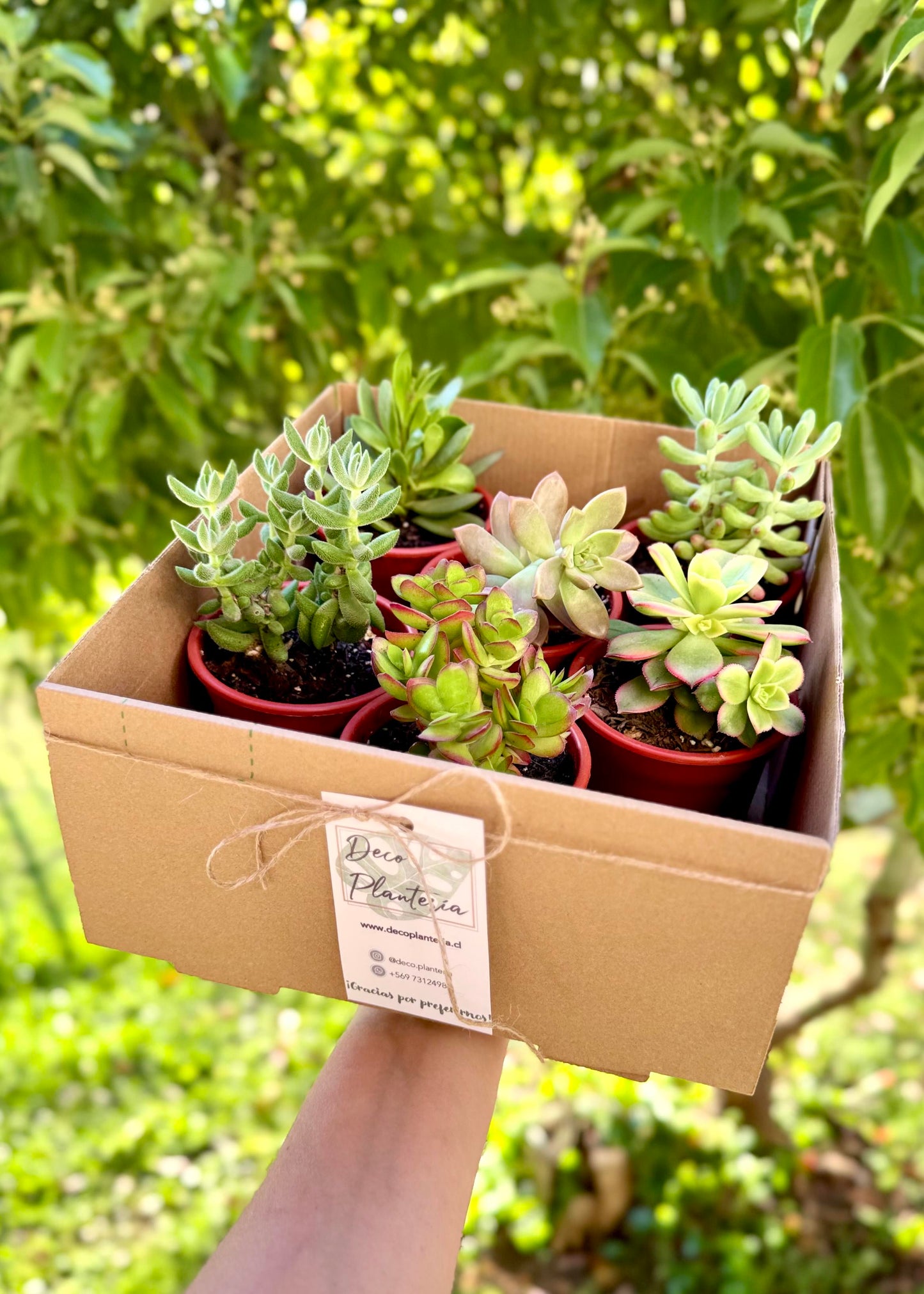 Sucu Box - Pack 6 suculentas