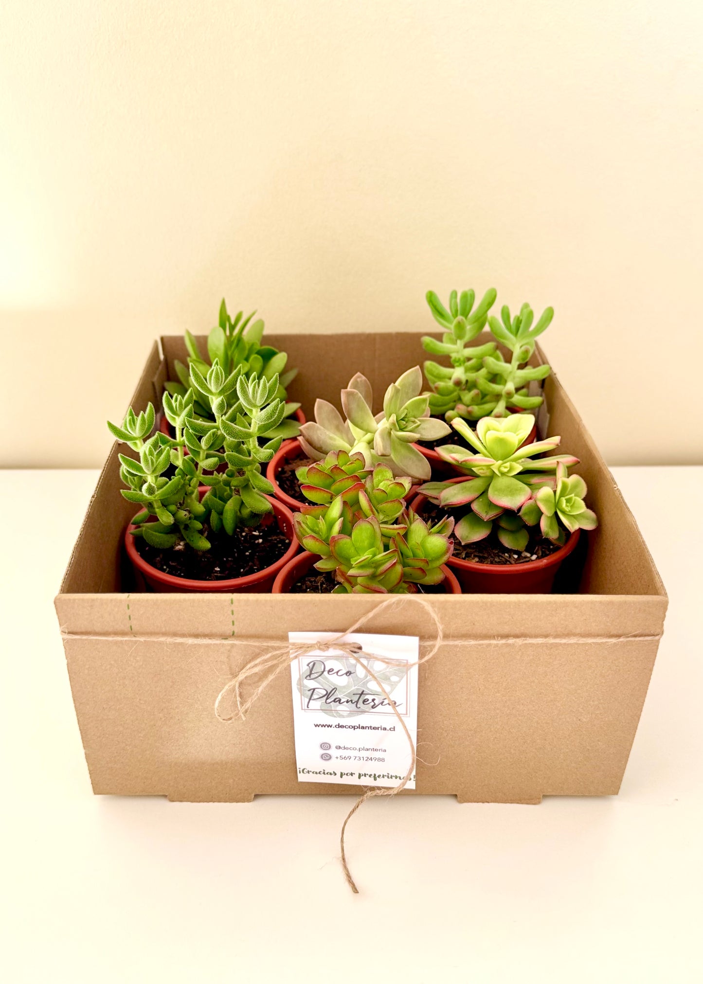 Sucu Box - Pack 6 suculentas