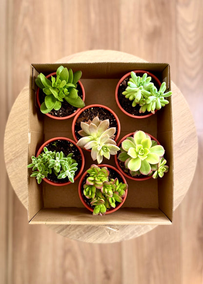 Sucu Box - Pack 6 suculentas