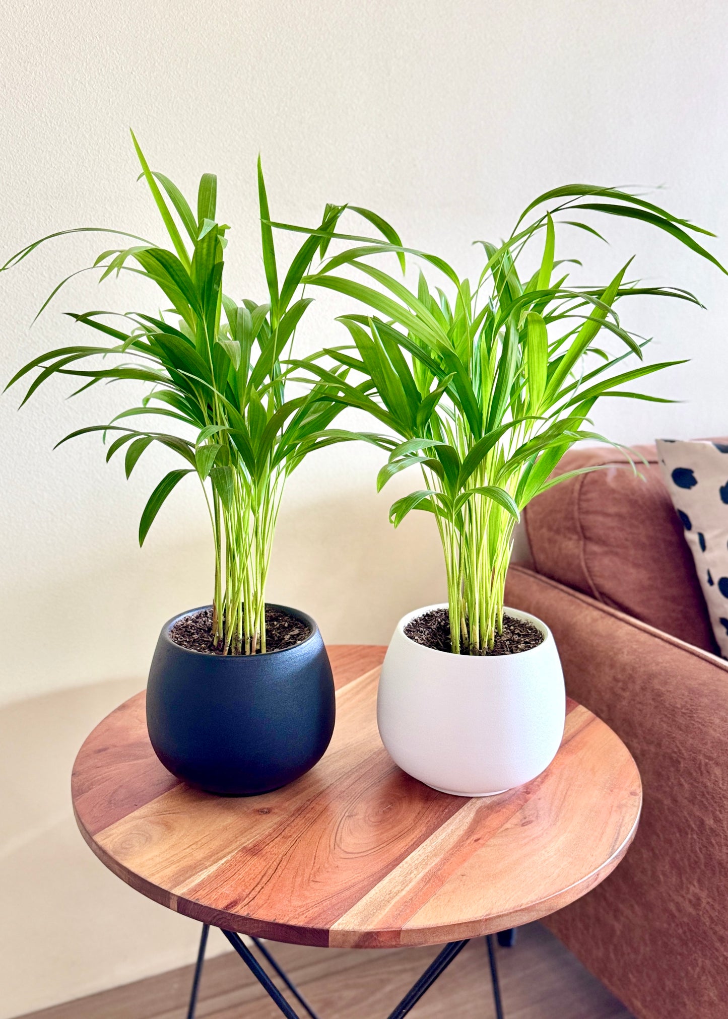 Palmera Areca S