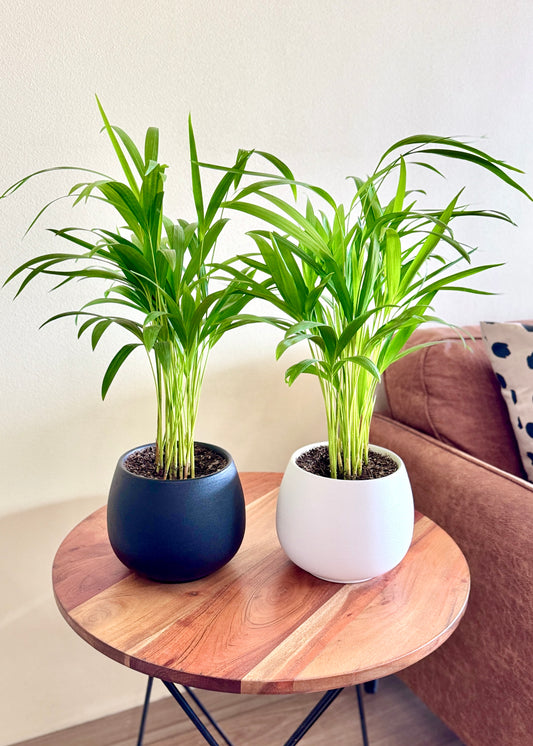 Palmera Areca S