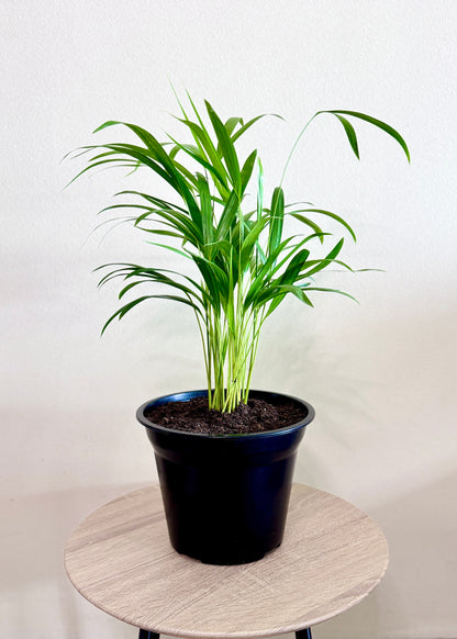 Palmera Areca S