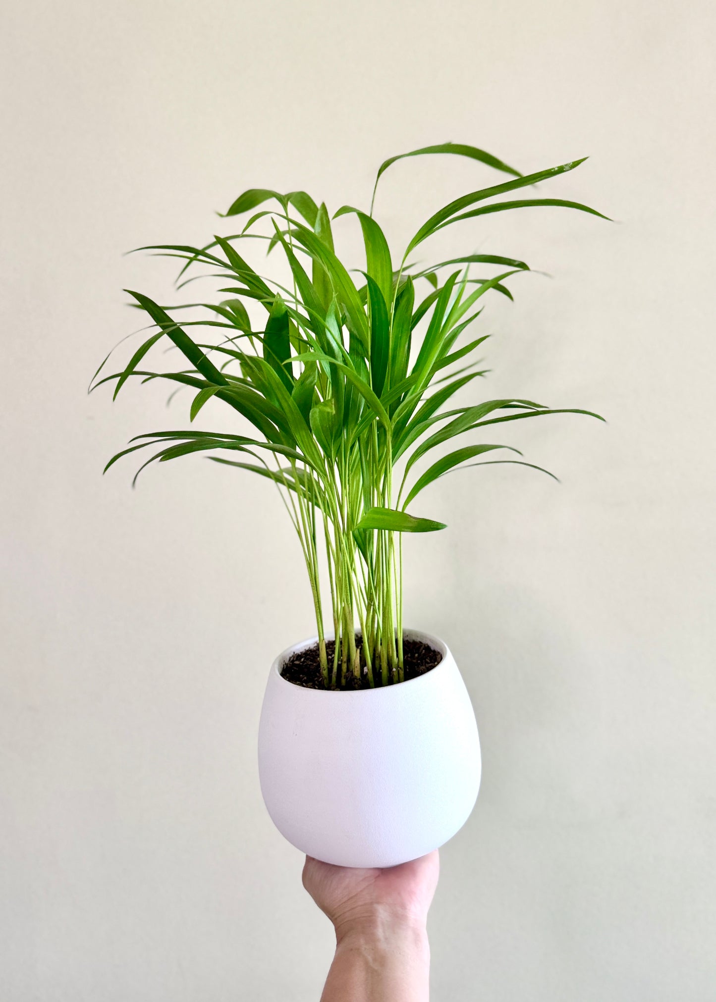 Palmera Areca S