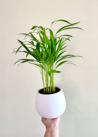 Palmera Areca S