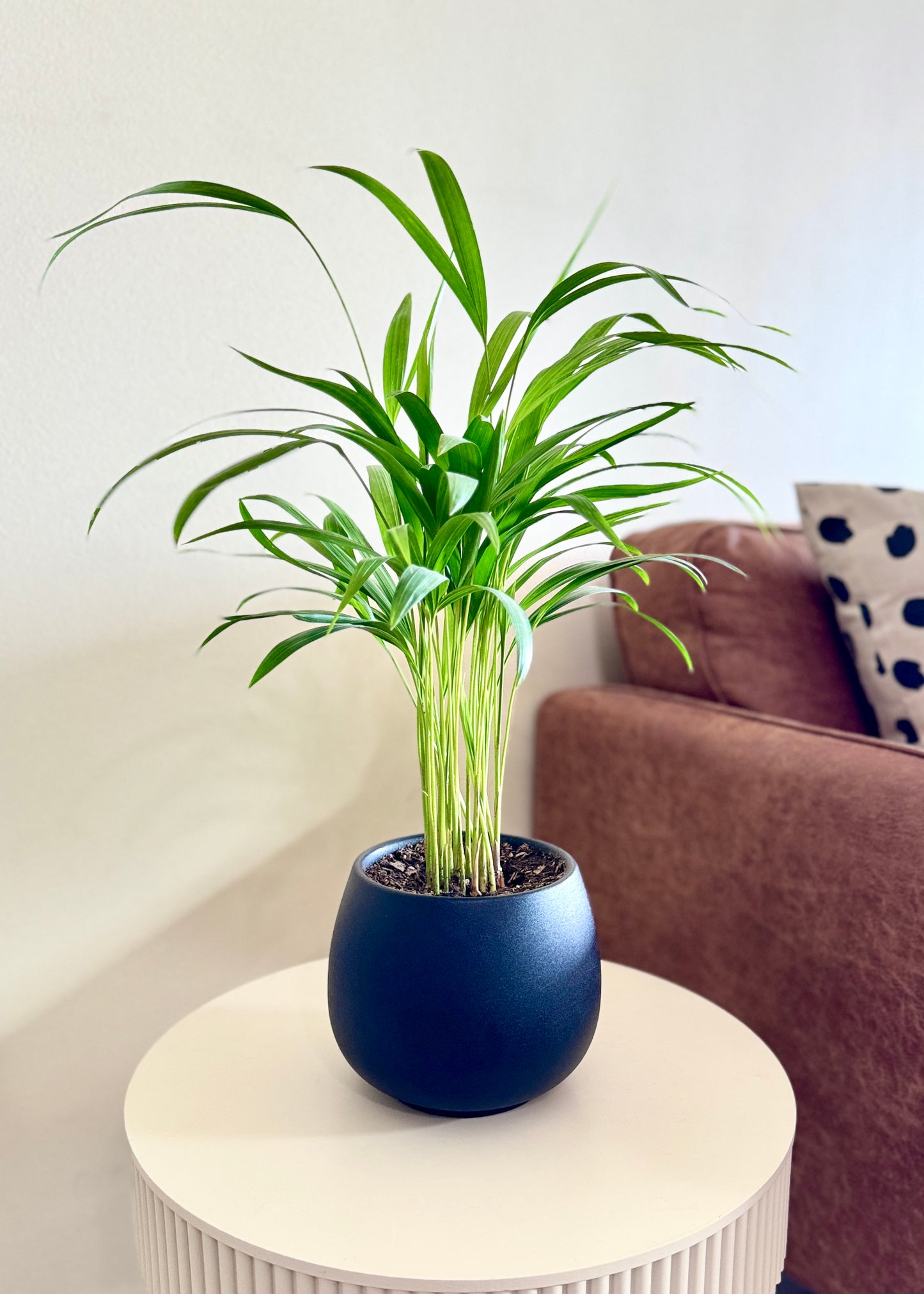 Palmera Areca S