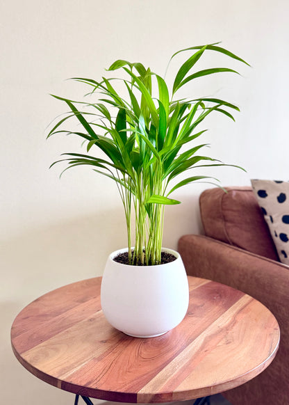 Palmera Areca S