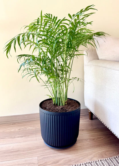 Palmera Chamaedorea Elegans XL macetero Líneo