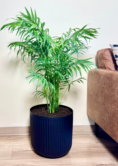 Palmera Chamaedorea Elegans XL macetero Líneo