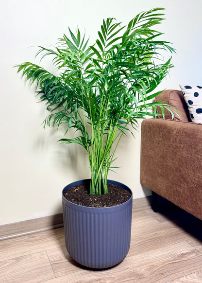 Palmera Chamaedorea Elegans XL macetero Líneo
