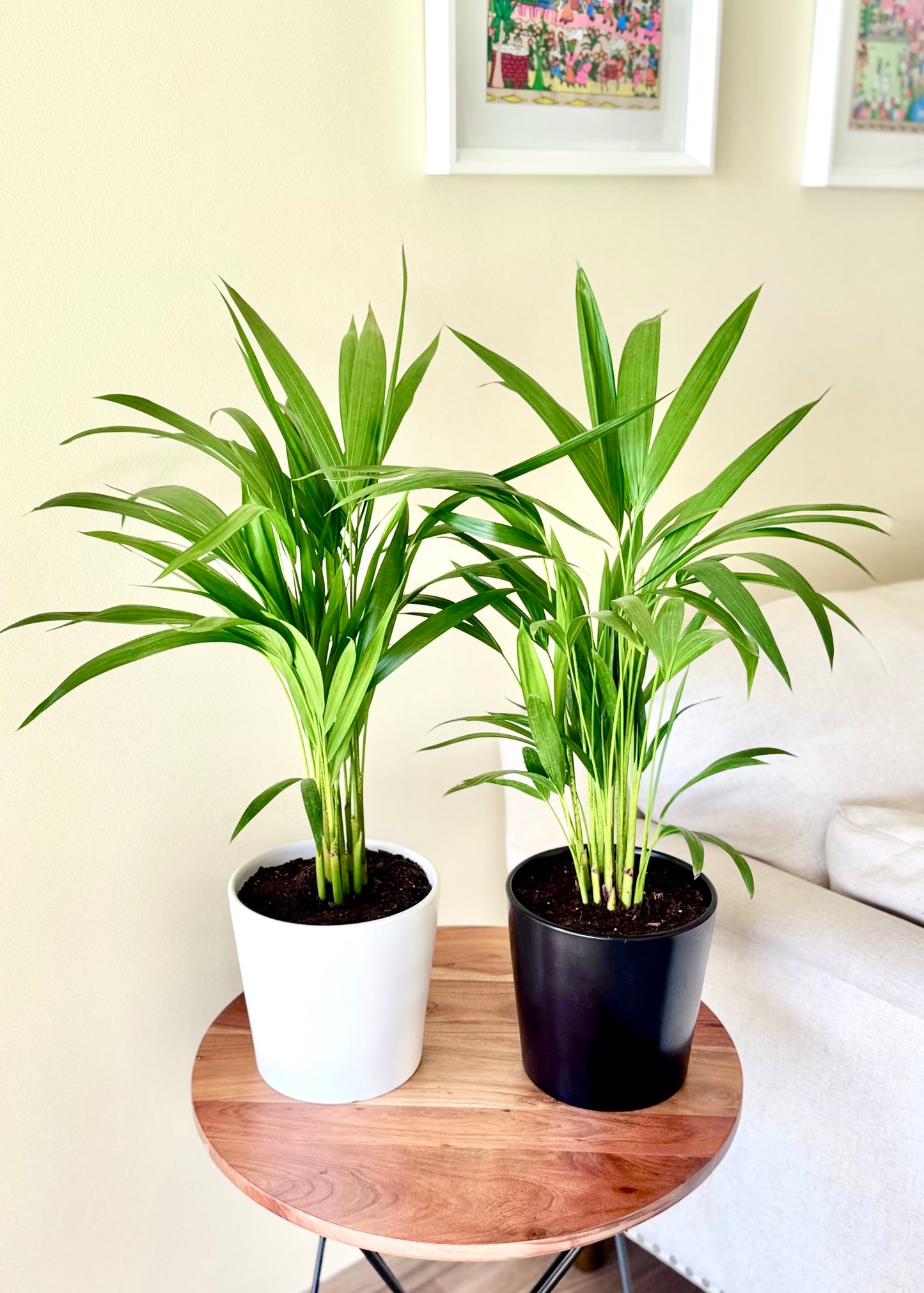 Palmera Areca