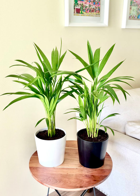 Palmera Areca