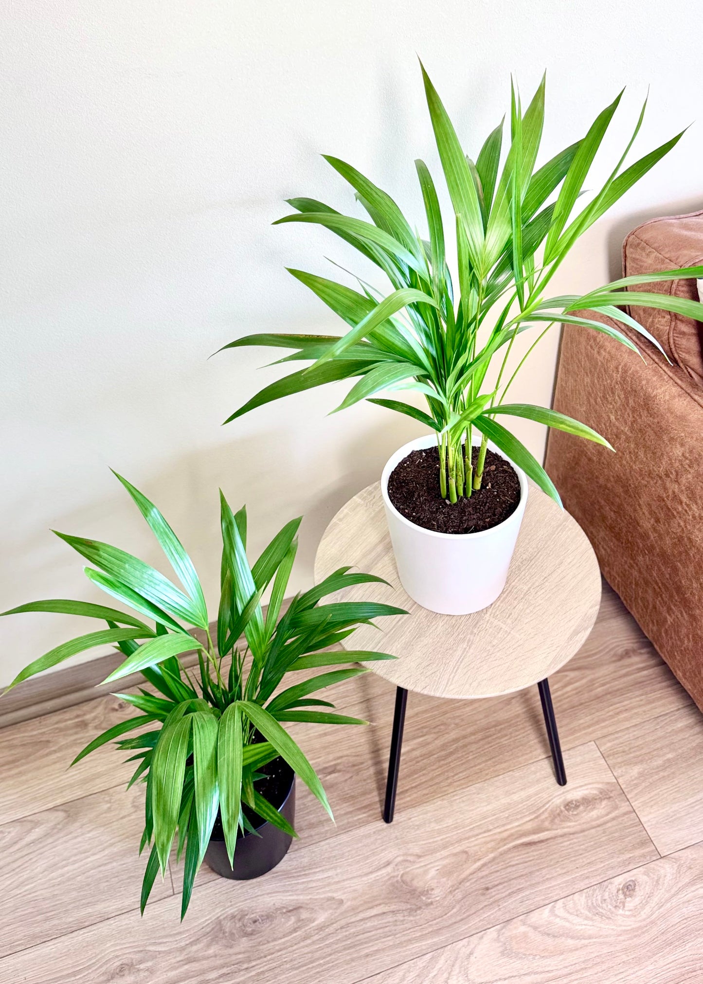 Palmera Areca