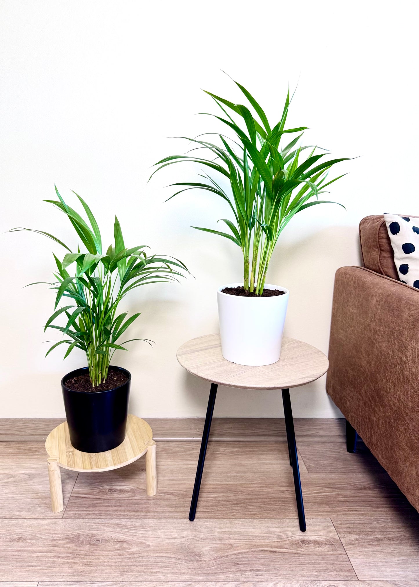 Palmera Areca