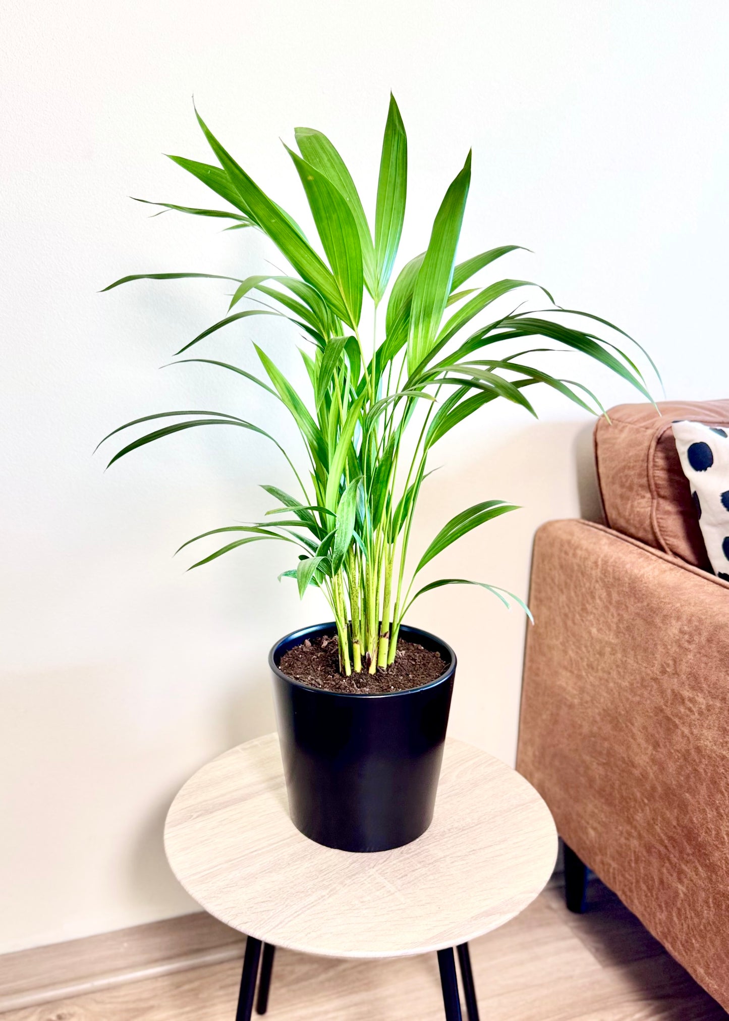 Palmera Areca