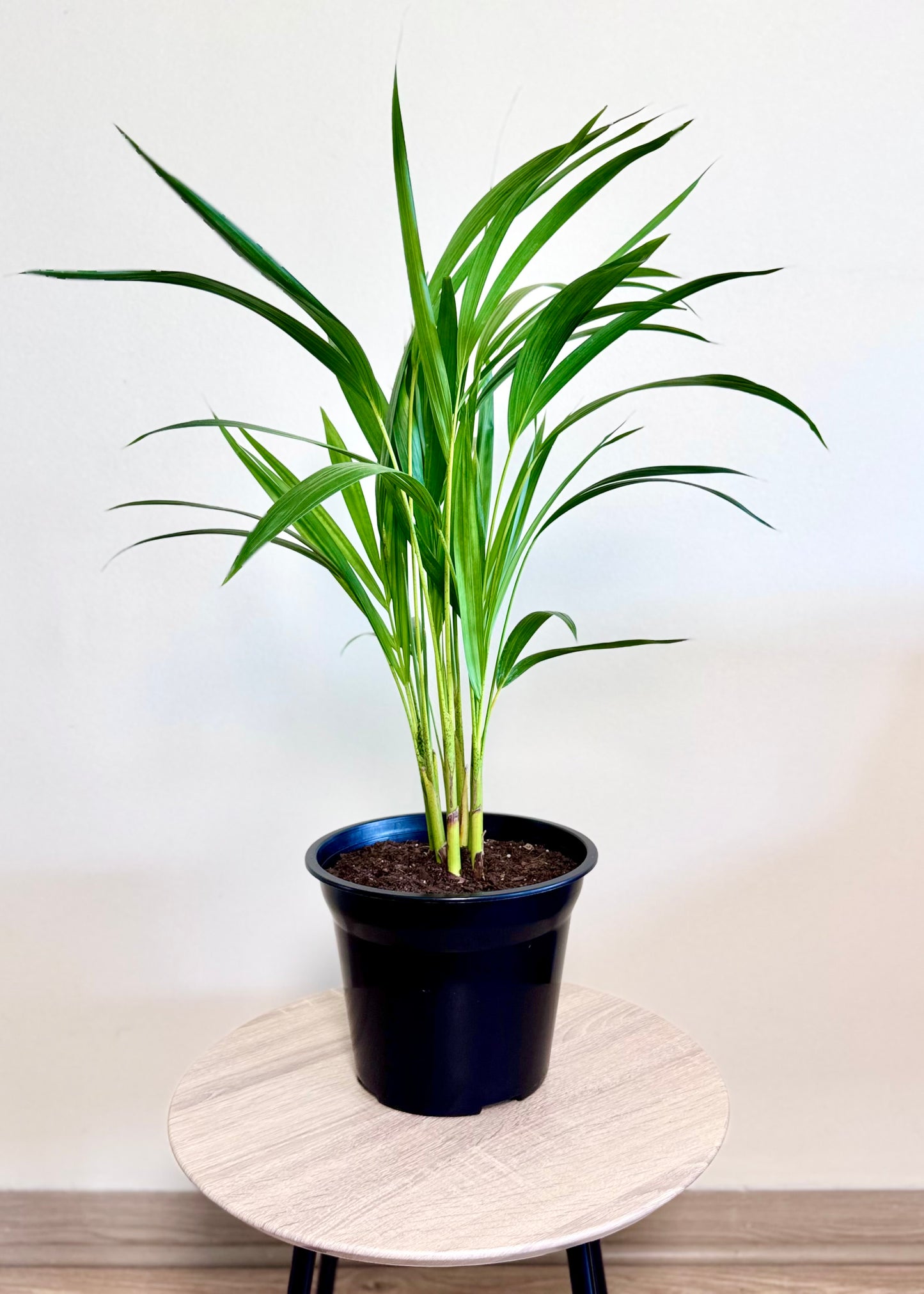 Palmera Areca