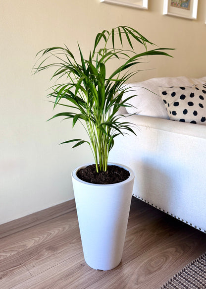 Palmera Areca L