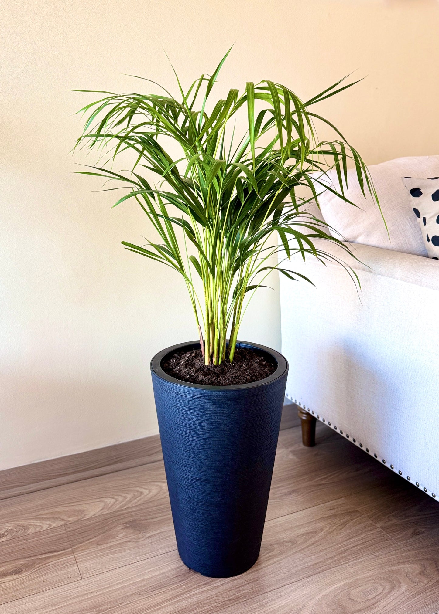 Palmera Areca L
