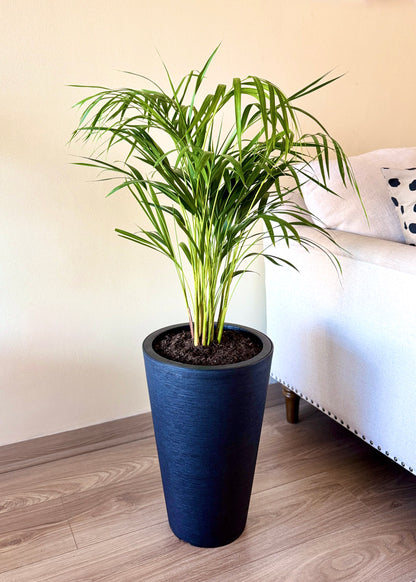 Palmera Areca L
