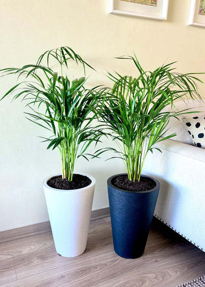 Palmera Areca L