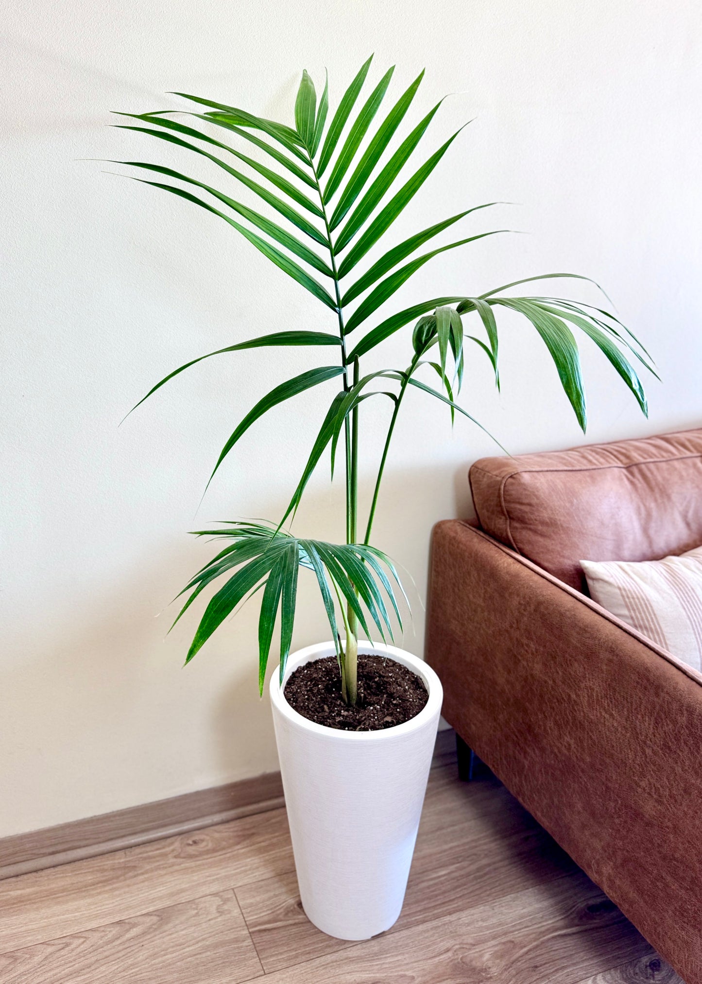 Palmera Kentia XL