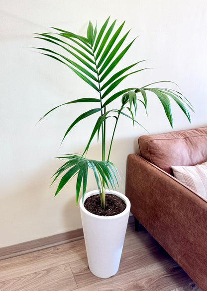 Palmera Kentia XL