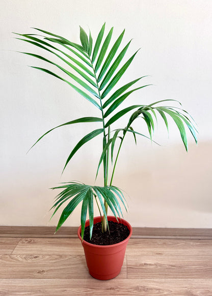 Palmera Kentia XL