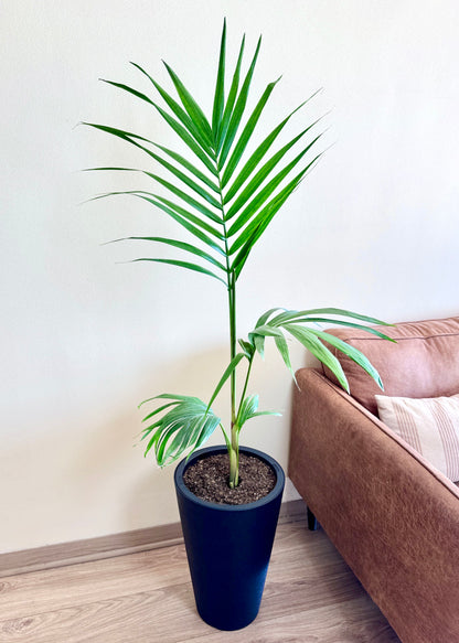 Palmera Kentia XL