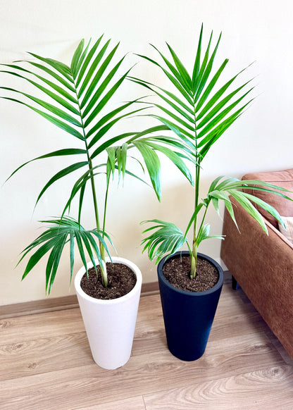 Palmera Kentia XL
