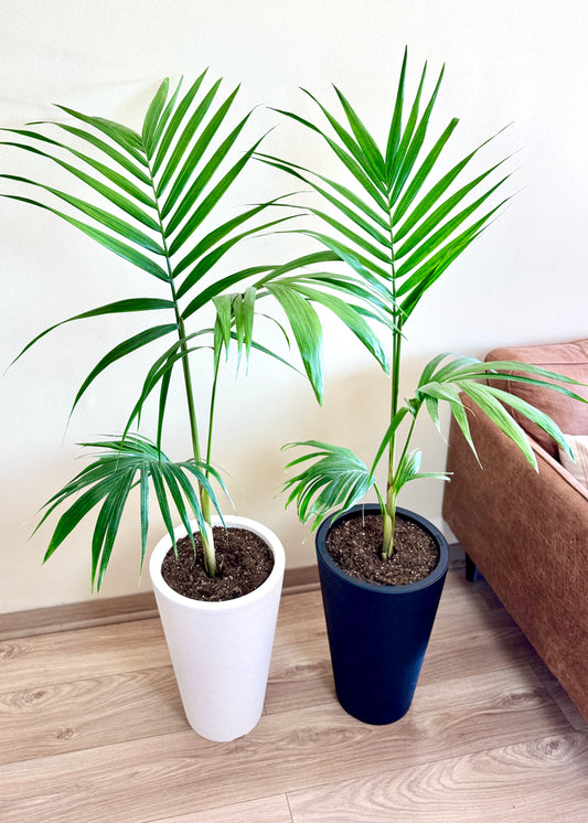 Palmera Kentia XL
