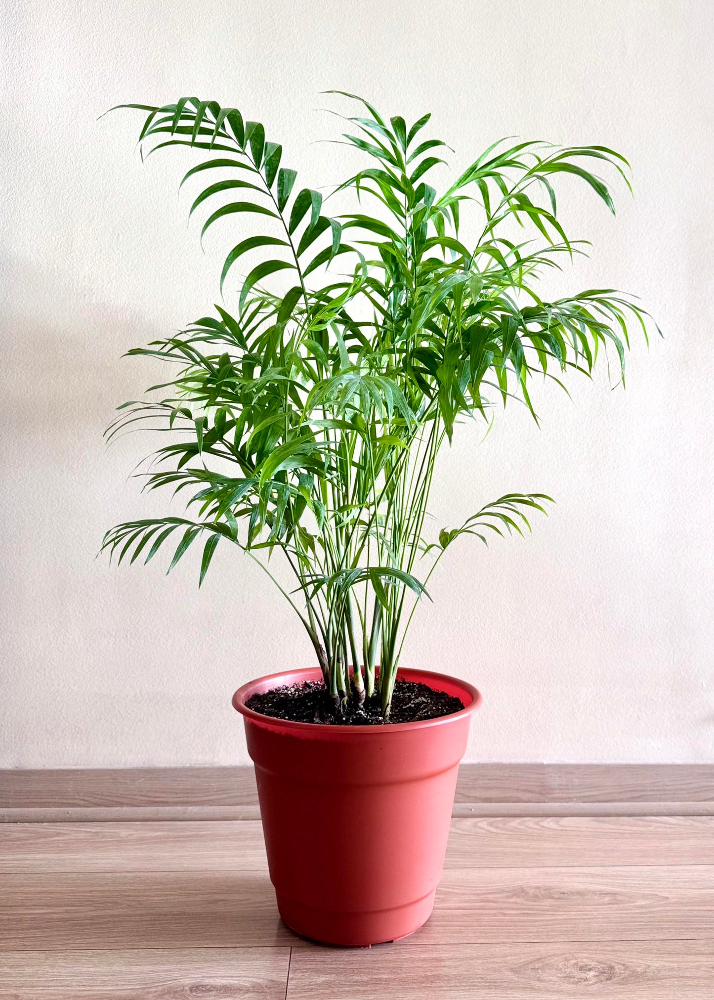 Palmera Chamaedorea Elegans XL