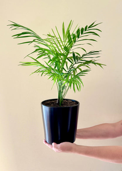 Palmera Chamaedorea Elegans S