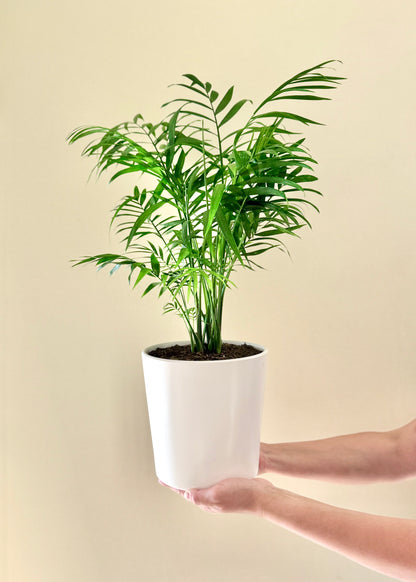 Palmera Chamaedorea Elegans S