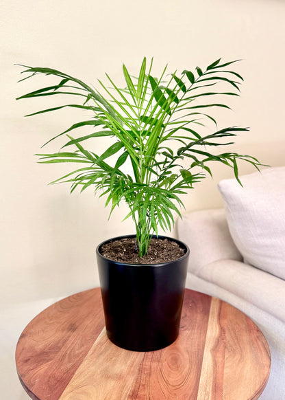 Palmera Chamaedorea Elegans S