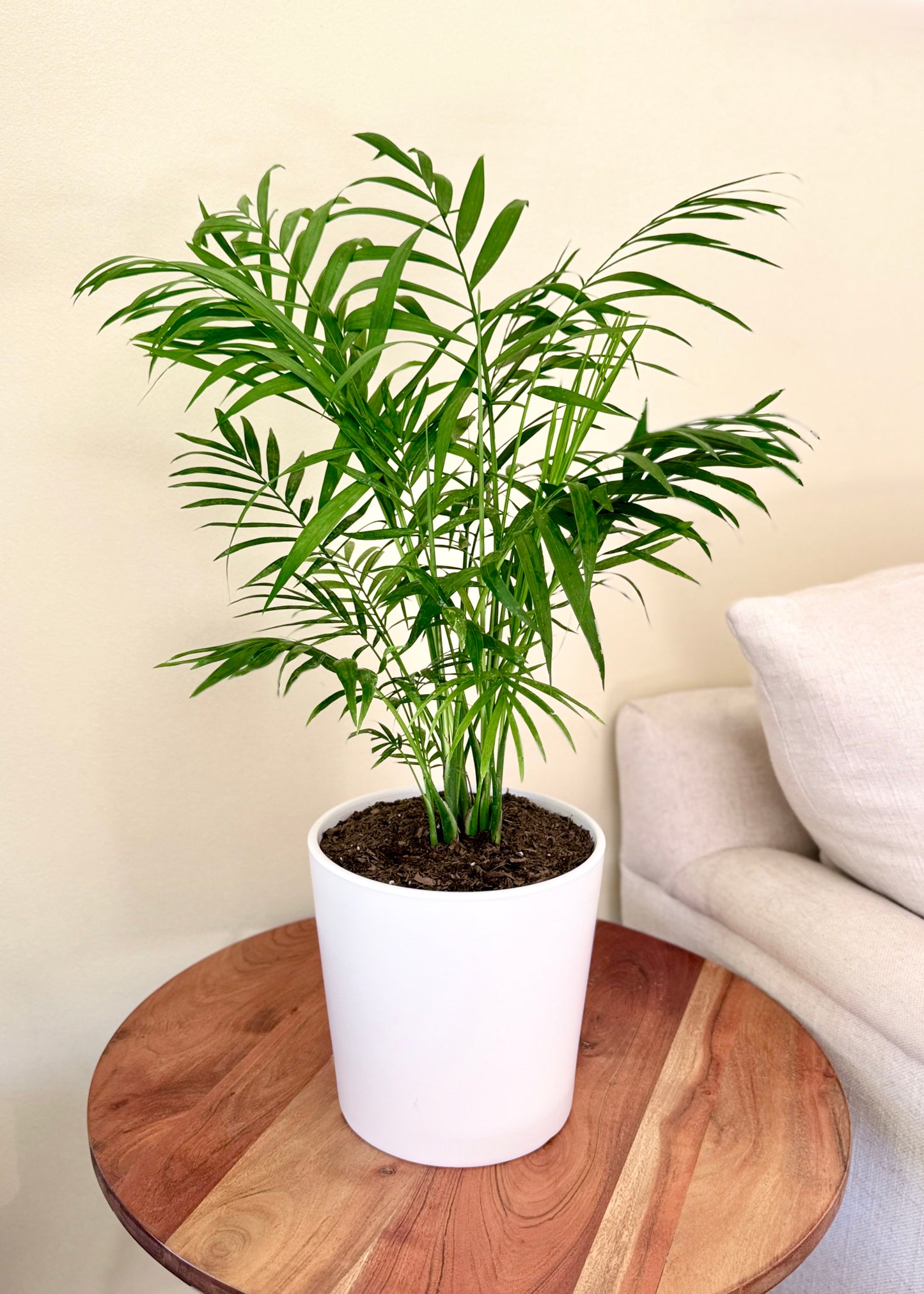 Palmera Chamaedorea Elegans S