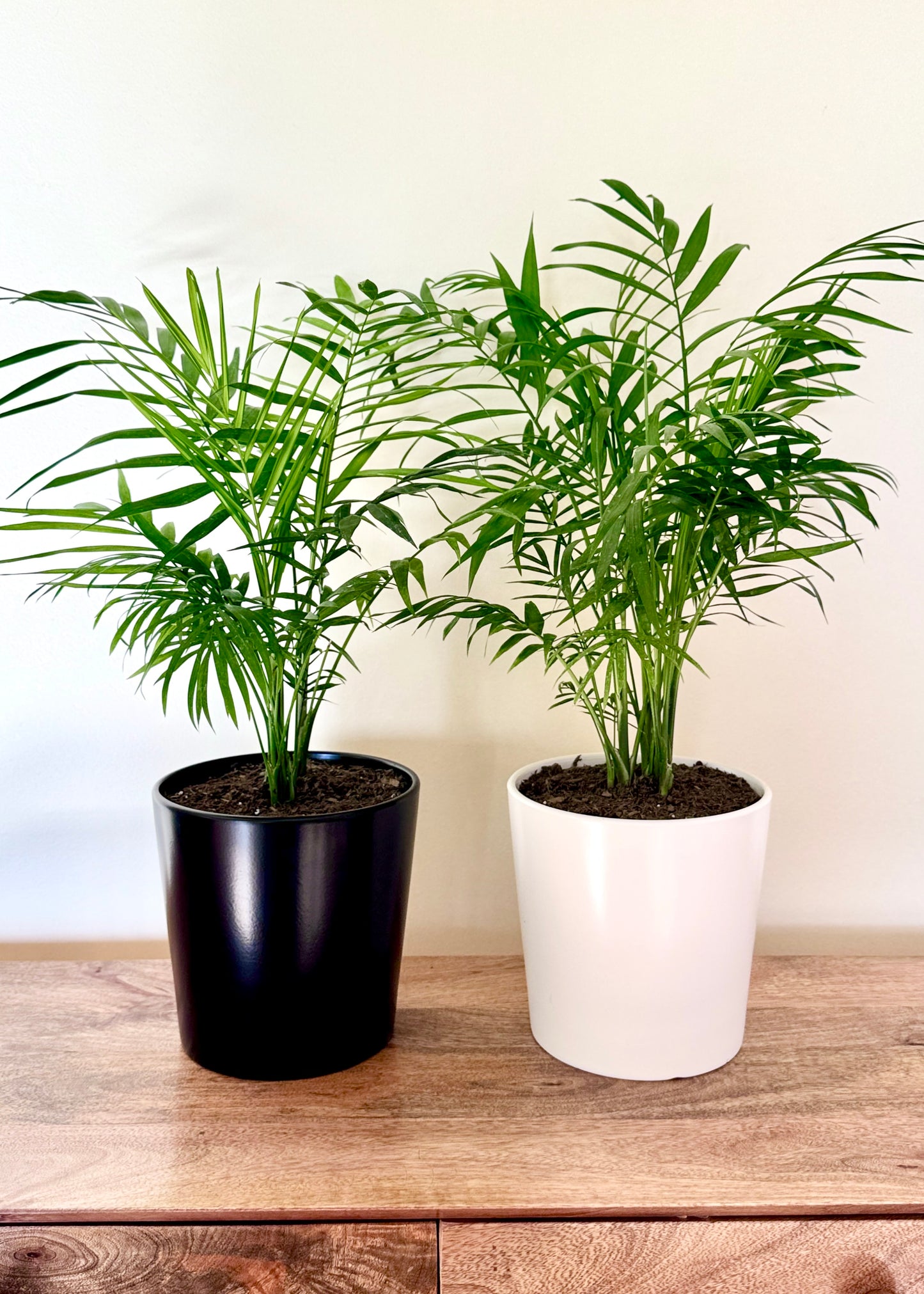 Palmera Chamaedorea Elegans S