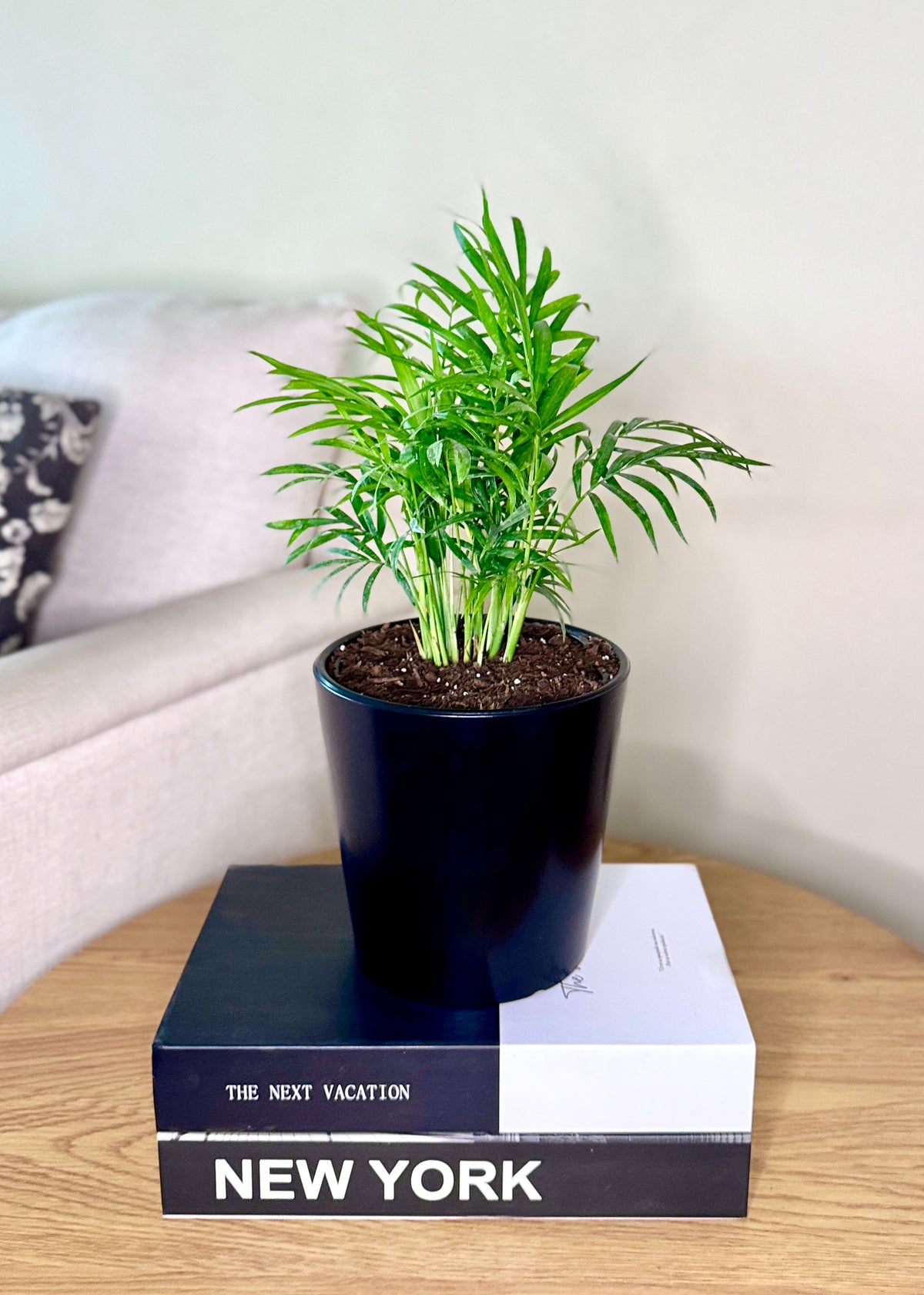Palmera Chamaedorea Elegans S