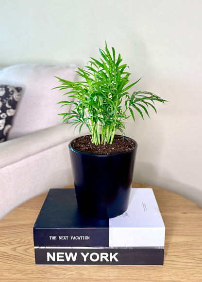 Palmera Chamaedorea Elegans S