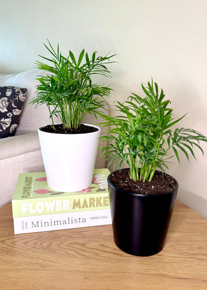 Palmera Chamaedorea Elegans S