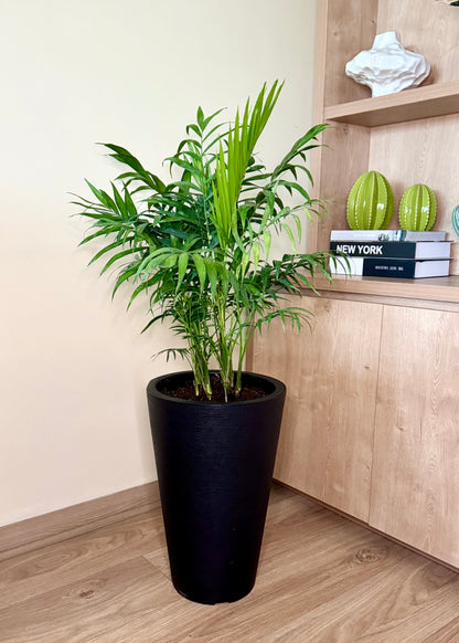 Palmera Chamaedorea Elegans L